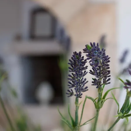 Bed & Breakfast Masseria Belfiore